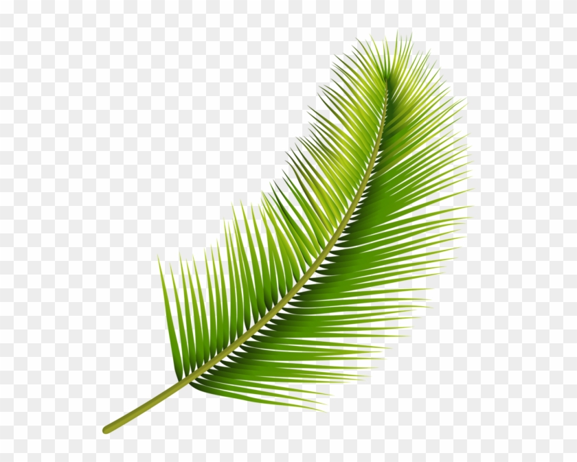 Palm Leaf Png Transparent Image - Pond Pine Clipart