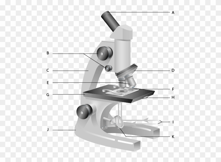 600 X 600 1 - Free Parts Of A Microscope Worksheet Clipart #1704005