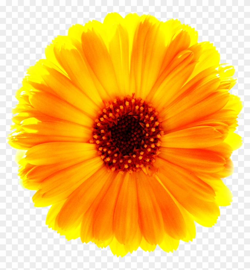 Marigold Png Free Download - Suraj Mukhi Ka Phool Clipart