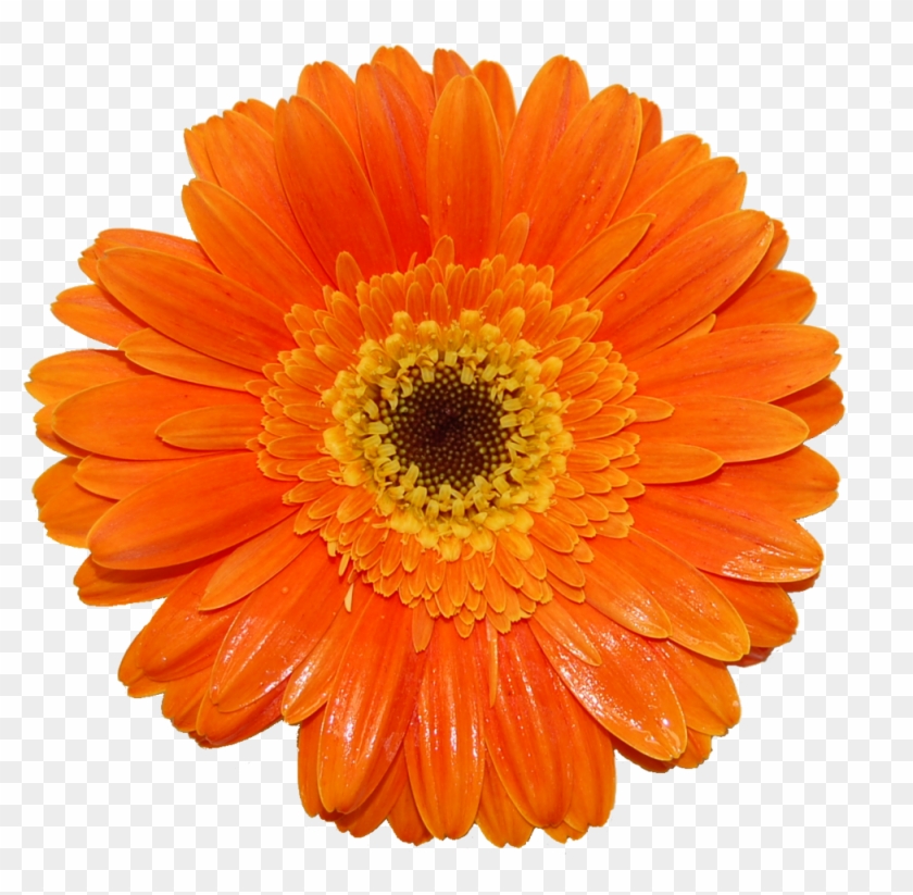 Gerberas - Gerbera Red Png Clipart