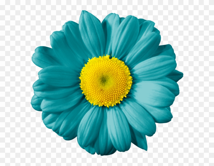 Gerber Daisies, Eclipse Lunar, Daisy, Clip Art, Digital - Teal And Yellow Flowers - Png Download