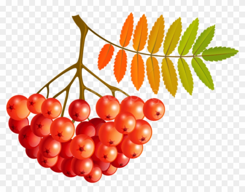Free Png Download Fall Mountain Ash Fruits Clipart - Seedless Fruit Transparent Png #1704997