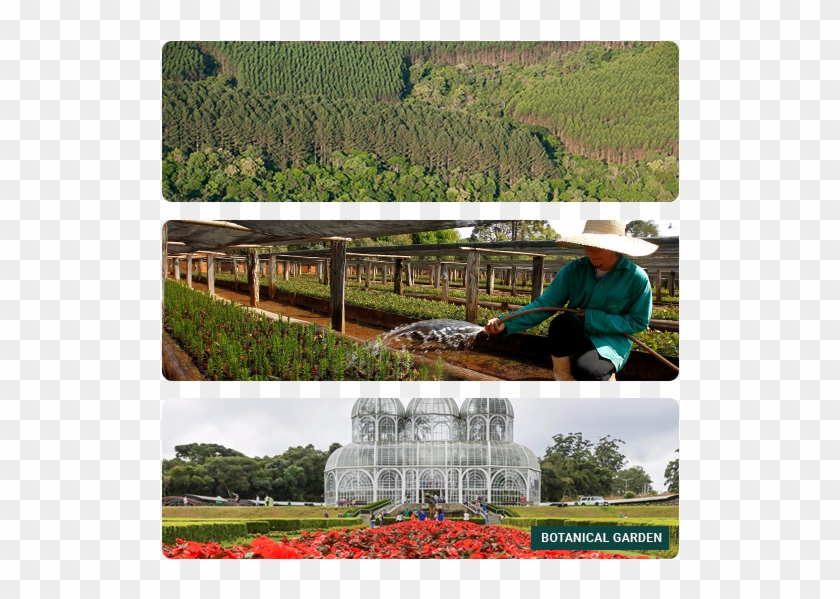 Congress Themes - - Yard Clipart #1705144