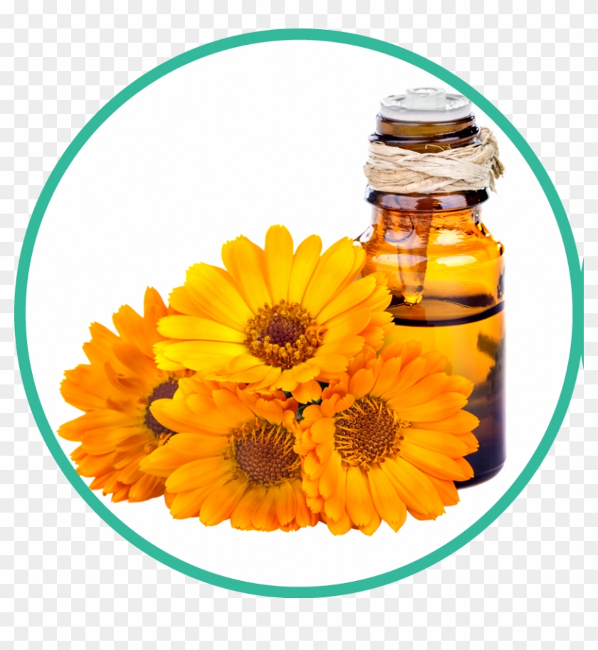833 X 833 2 - Essential Oil Clipart #1705676