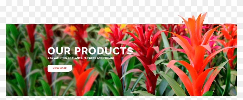 Our Products Hv Min - Bromeliads Clipart #1705705