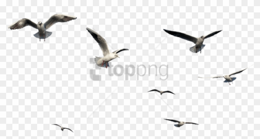Free Png Flying Bird Bird Png Image With Transparent - Flying Bird Bird Png Clipart