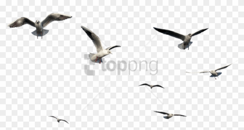 Free Png Flying Bird Bird Png Image With Transparent - Flying Bird Bird Png Clipart #1705708