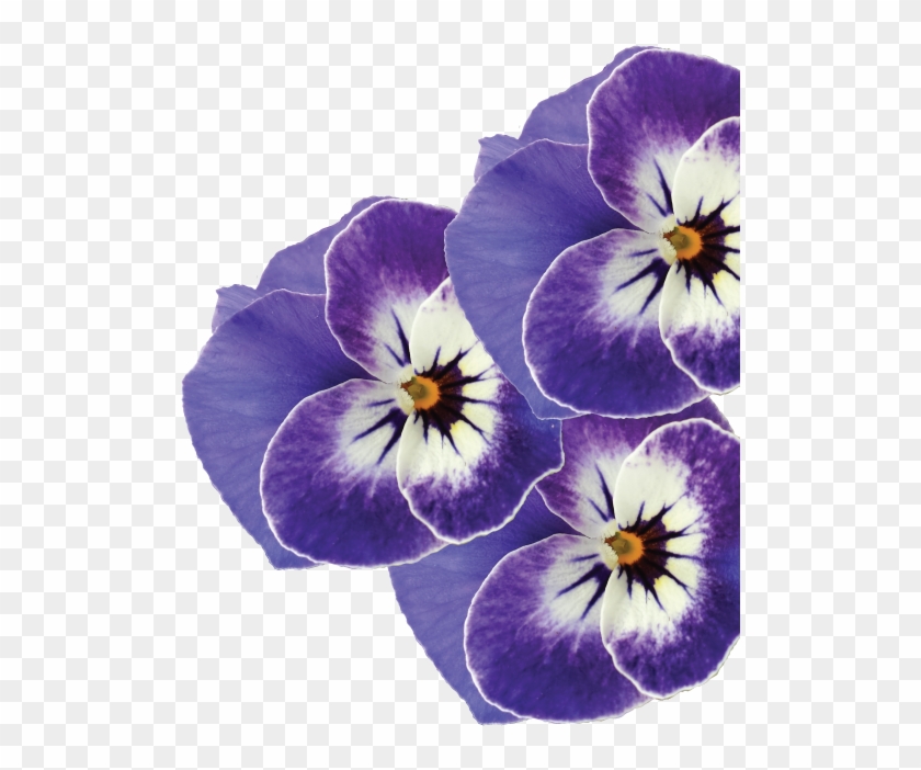 Pansy Clipart