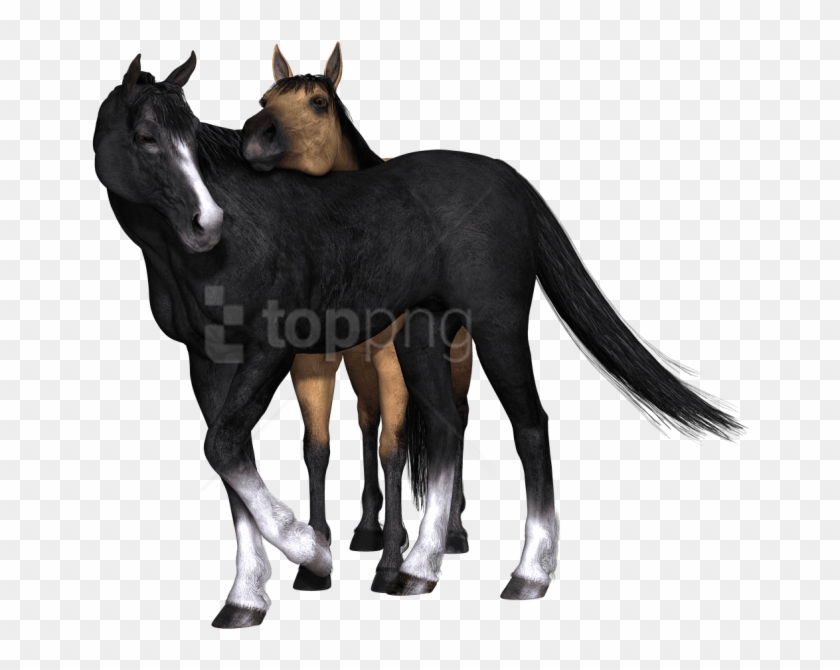 Free Png Download Horses Black Horse Looking Back Png - Caballos Con Fondo Transparente Clipart #1707770