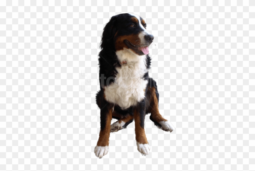 Free Png Download Cute Dog Png Images Background Png - Bernese Mountain Dog No Background Clipart