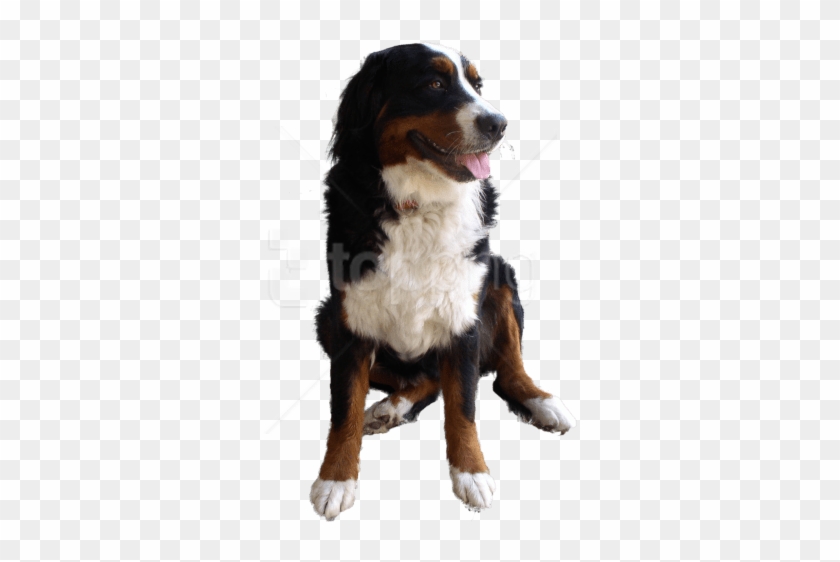 dog with no background