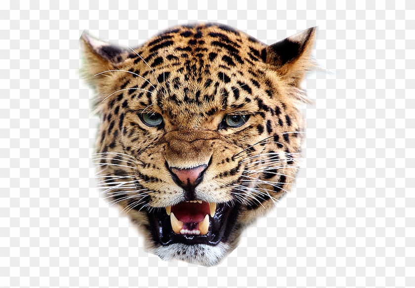 Leopard Png Image - Leopard Face Png Clipart