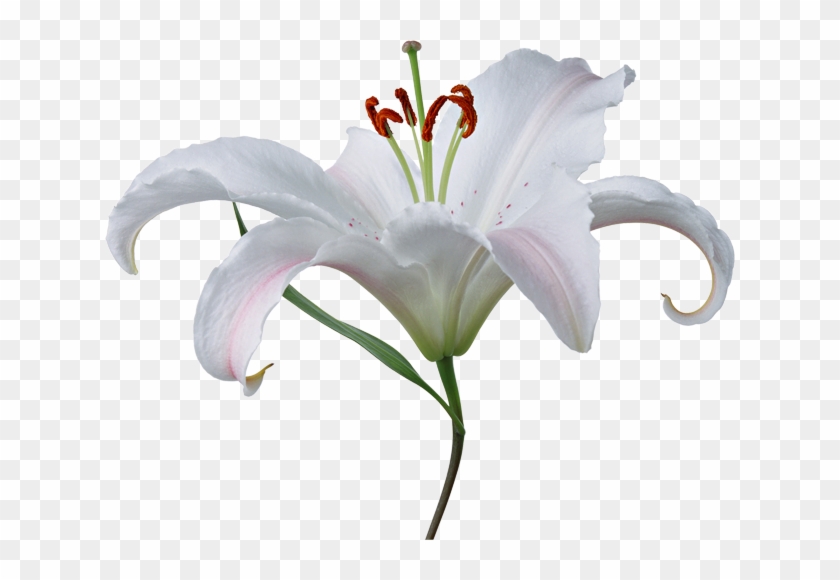 Lilium Png - Fleur De Lys Blanche Png Clipart #1713561