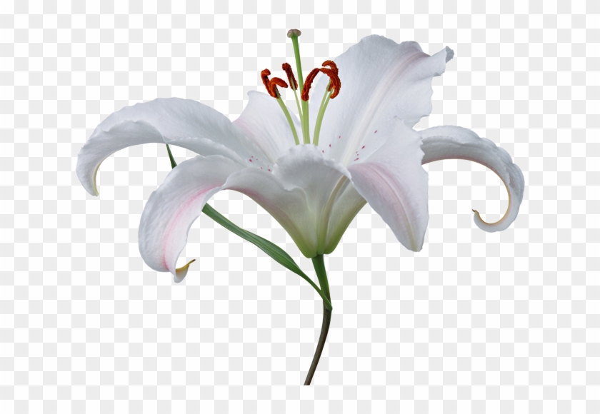 Lilium Png - Fleur De Lys Blanche Png Clipart