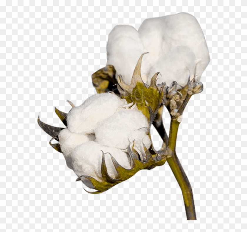Free Png Cotton Png Images Transparent - Cotton Transparent Background Clipart #1713662