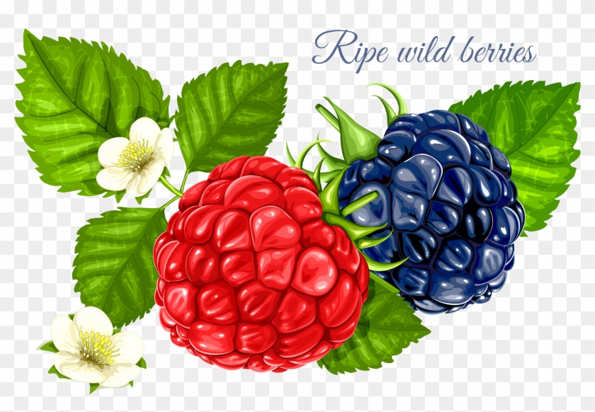Raspberry Clipart Wild Berry - Raspberry Illustration Png Transparent Png #1714415