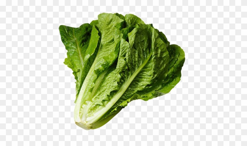 Lettuce Clipart Spinach - Romaine Png Transparent Png #1714509