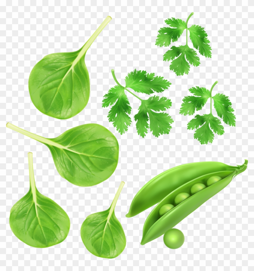 Spinach Green - Transparent Green Vegetables Png Clipart #1714650