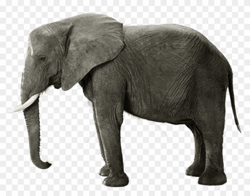 Free Png Download Indian Elephant Png Images Background - Indian Elephant Clipart #1714702