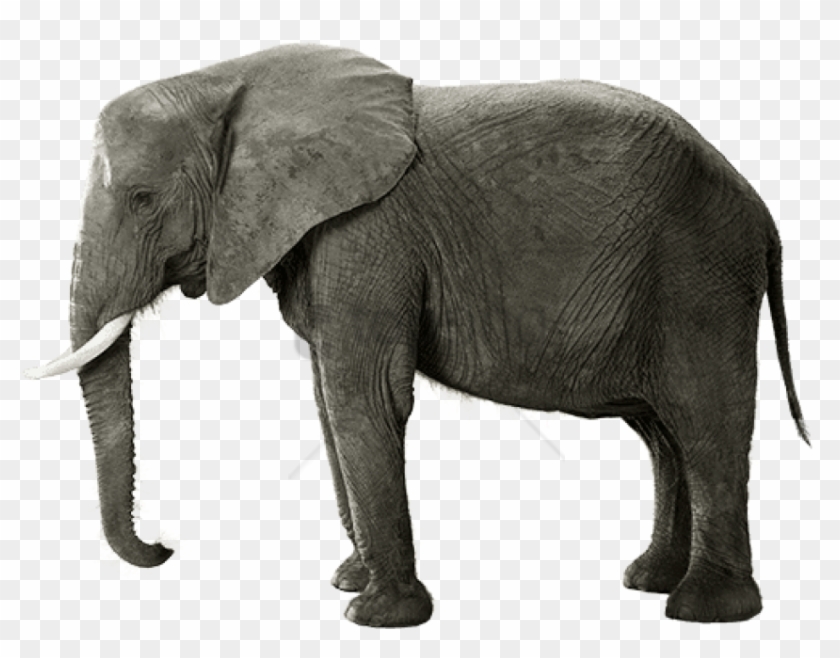 Free Png Download Indian Elephant Png Images Background - Indian Elephant Clipart