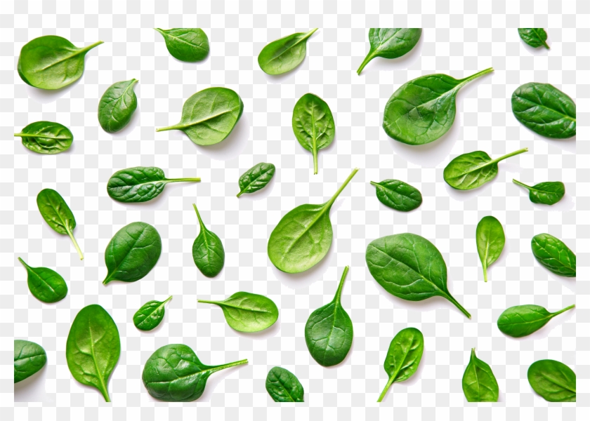 Basil - Spinach Clipart #1714776
