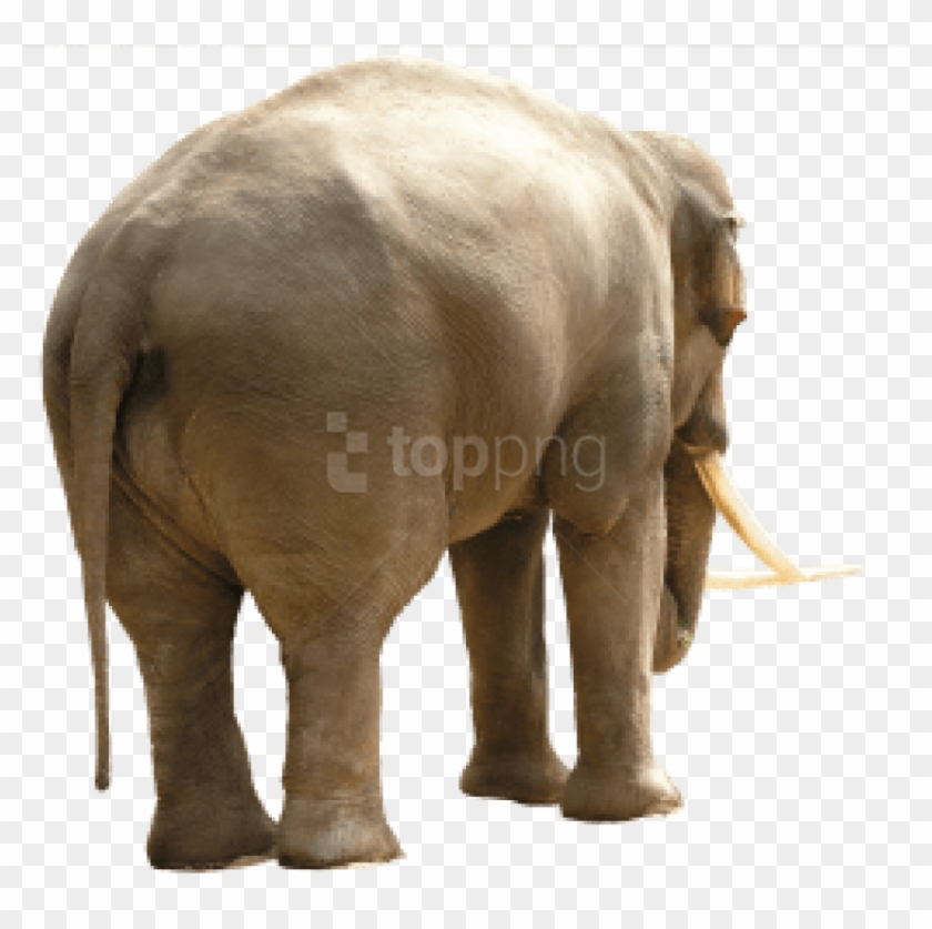 Free Png Download Elephant Png Images Background Png - High Quality Animal Textures Clipart #1714820