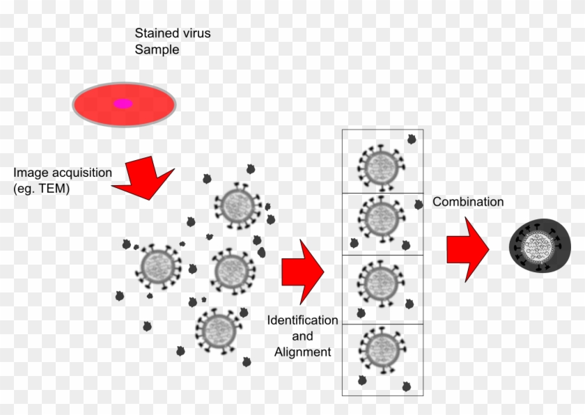 Life Cycle Of A Virus Clipart