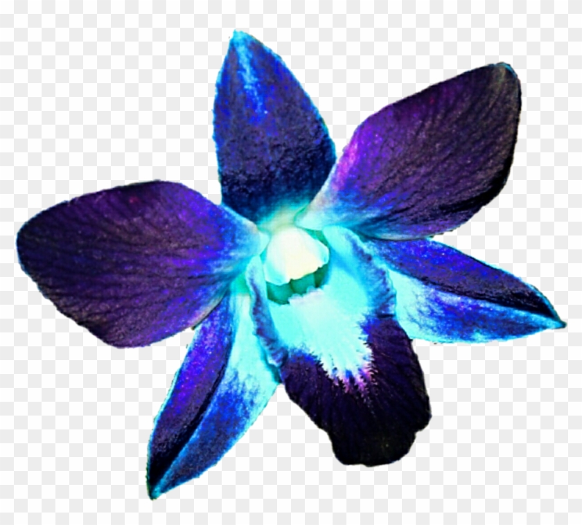 Clip Art Black And White Download Eletragesi Images - Blue Purple Orchid Png Transparent Png #1716720