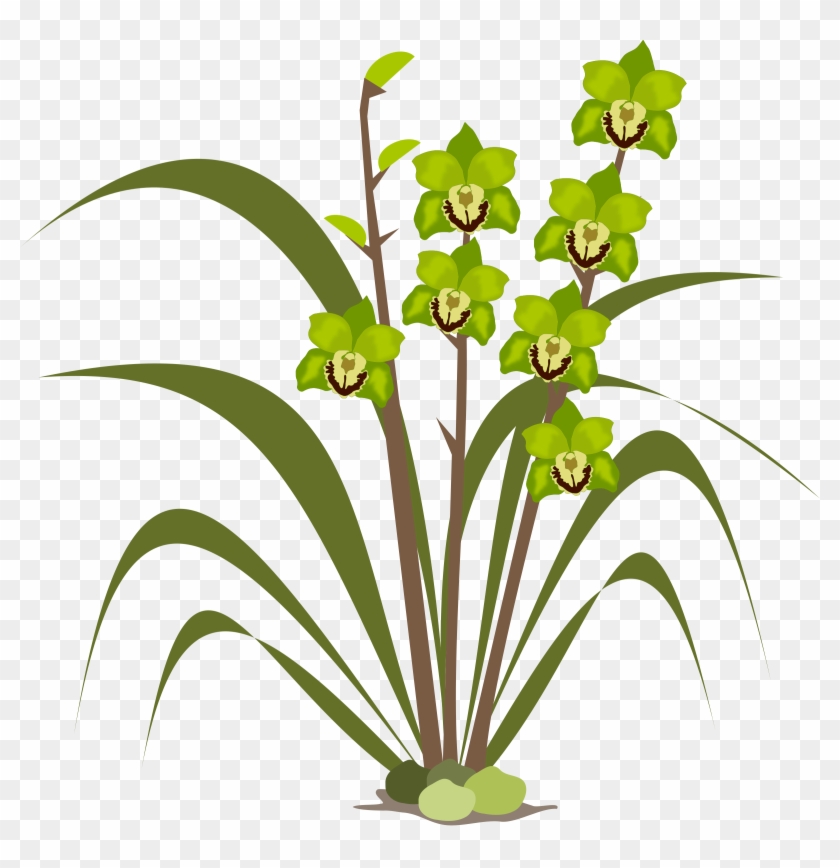 Cymbidium Orchid Flowers Png Image Download - Orchids Clipart #1716835