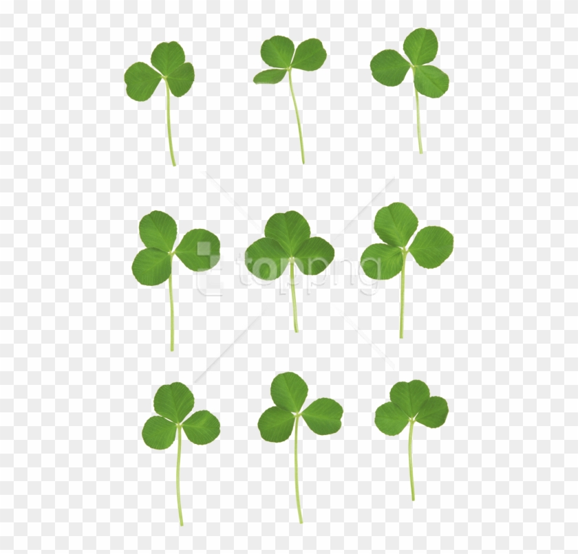 Free Png Download Clover Png Images Background Png - Clover Png Clipart