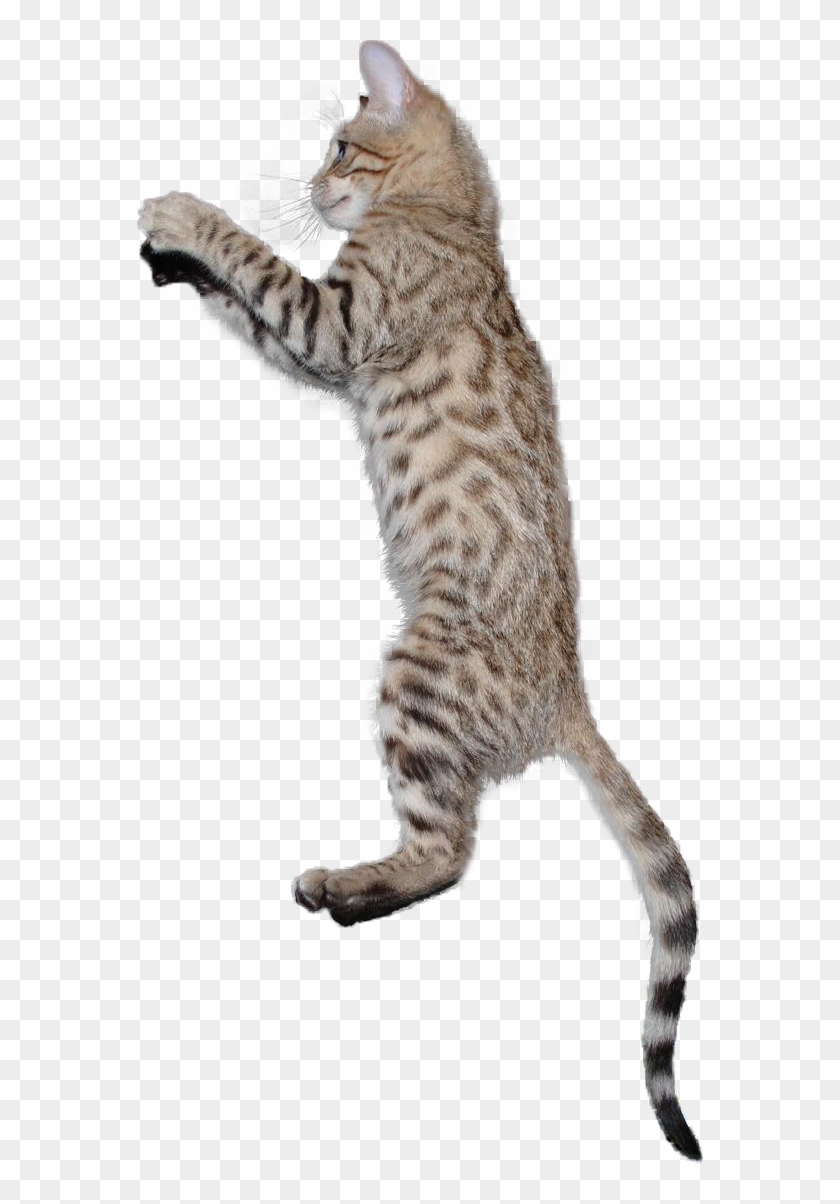 566 X 1124 10 - Cat Jumping Transparent Background Clipart