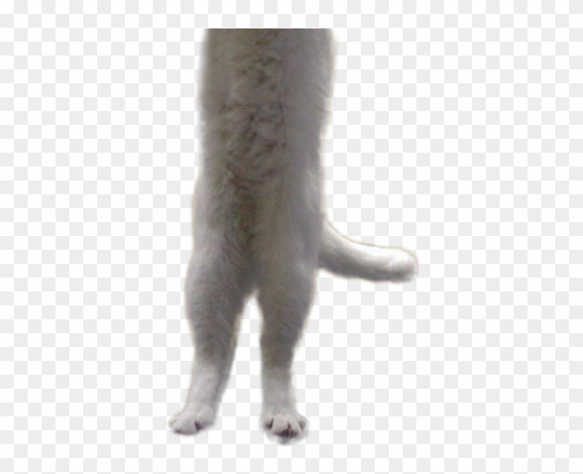 Long Cat Png - Render Clipart