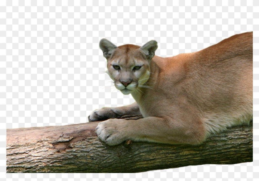 Leave A Reply Cancel Reply - Cougar Clipart #1721325