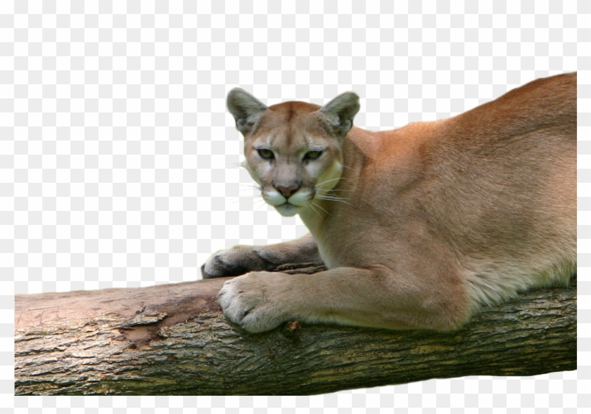 Leave A Reply Cancel Reply - Cougar Clipart