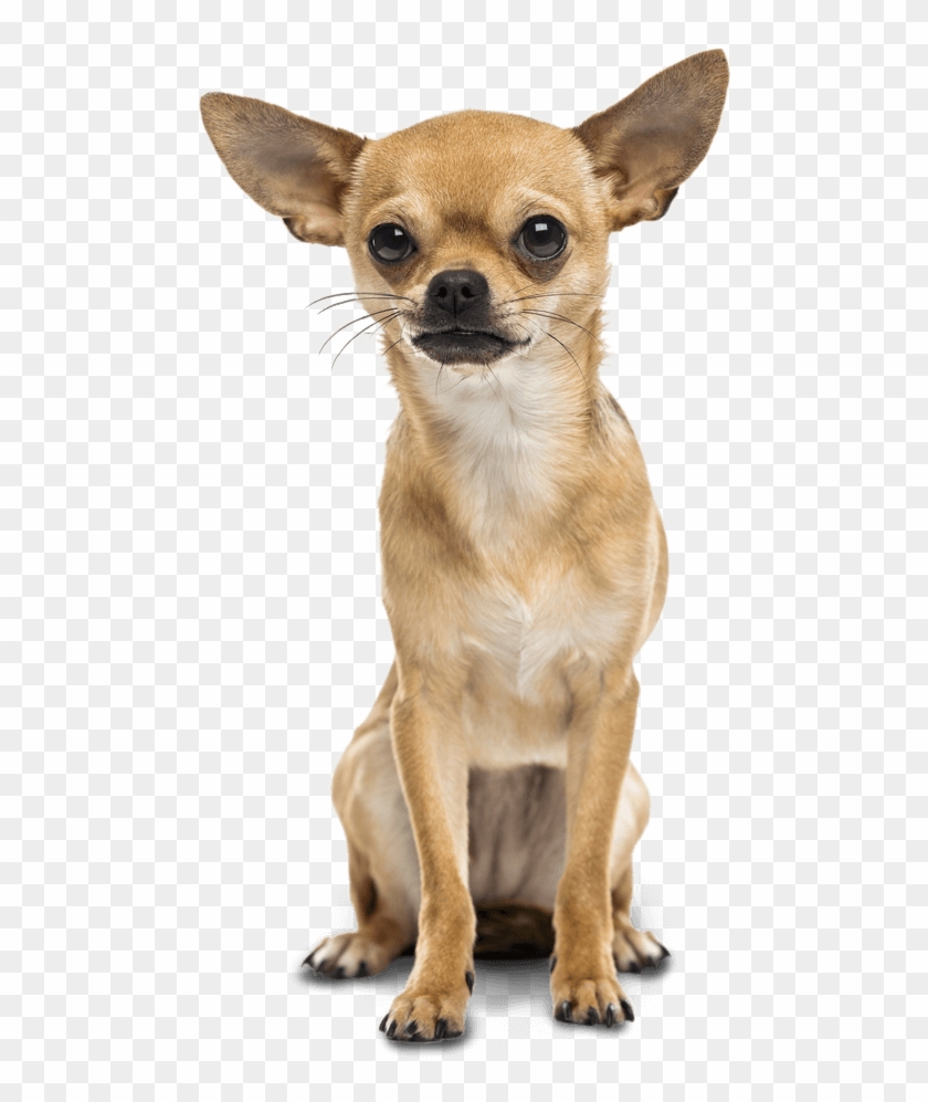 Bad To The Bone Or Misunderstood Graphic Black And - Chihuahua Dog Png Clipart #1722338