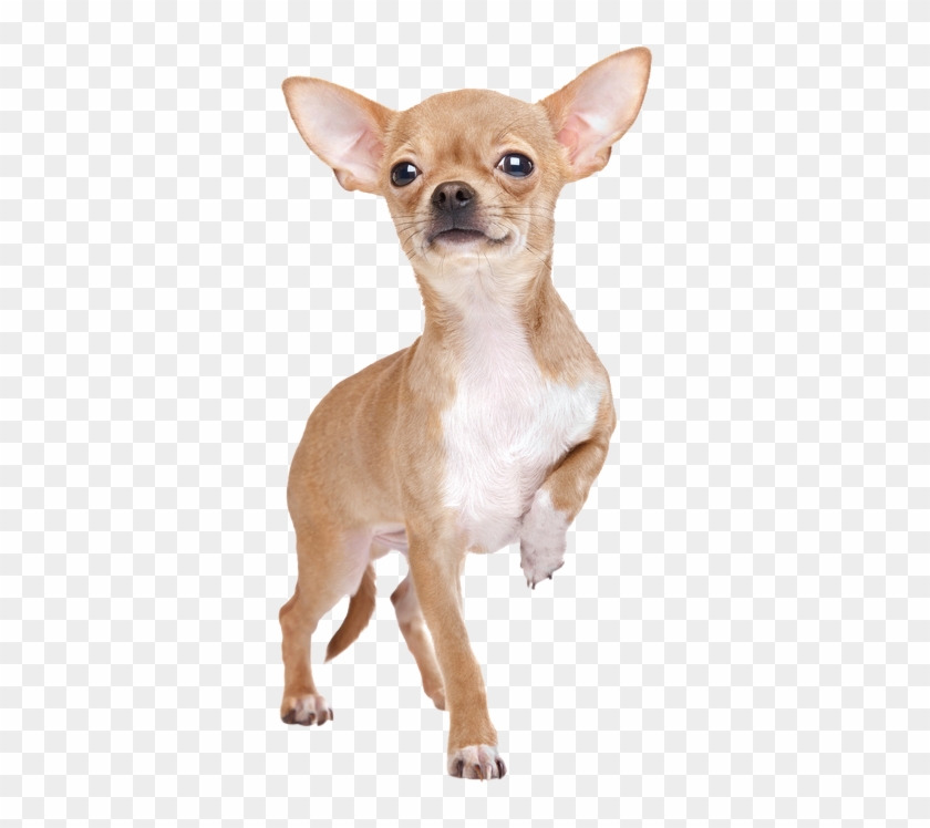 Chihuahua Stehend Von Vorne - Chihuahua Stock Clipart