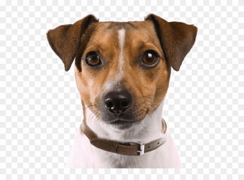 Rat Terrier Puppies Dogs Search - Perro Cazador De Ratas Clipart #1722459