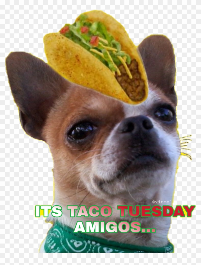 #chihuahua Taco Tuesday @vince1 #sctuesdaythoughts - Chihuahua Clipart
