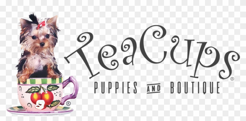 Chihuahua Clipart Teacup - Puppy Boutique Store Fort Lauderdale Fl - Png Download