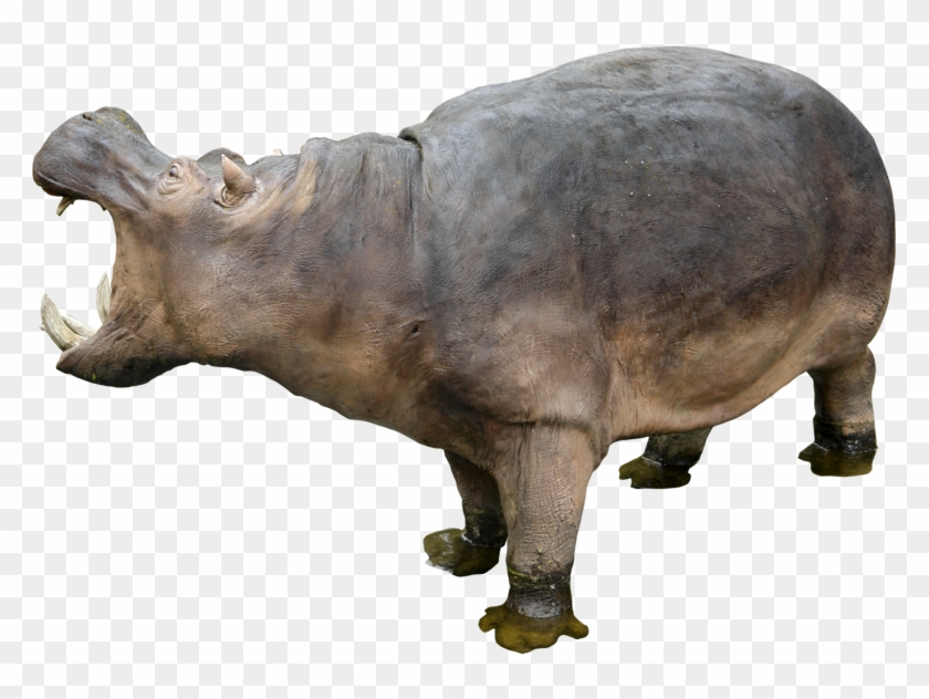 Hippo Png Free Download - Hippo Png Clipart #1723071