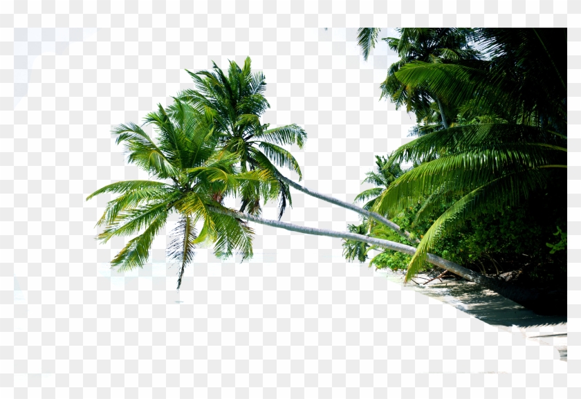 Editando Photoshop - Coqueiros-png - Isla De Los Rosarios Colombia Clipart #1723327