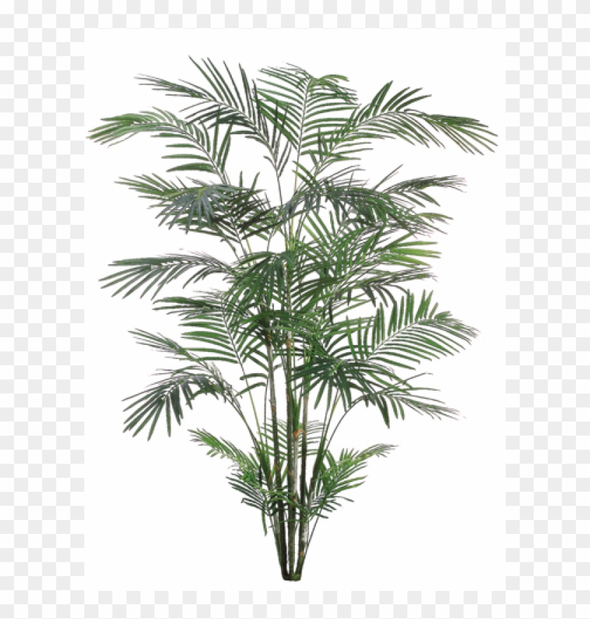 5' Tropical Areca Palm X6 With 1017 Leaves - Roystonea Clipart