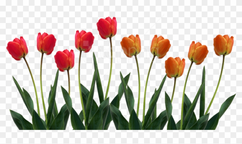 Free Png Tulip Png Pic Png Images Transparent - Tulips Png Clipart #1723413