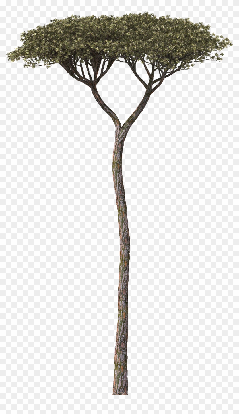 Tree - Pinius Pinea - Pond Pine Clipart