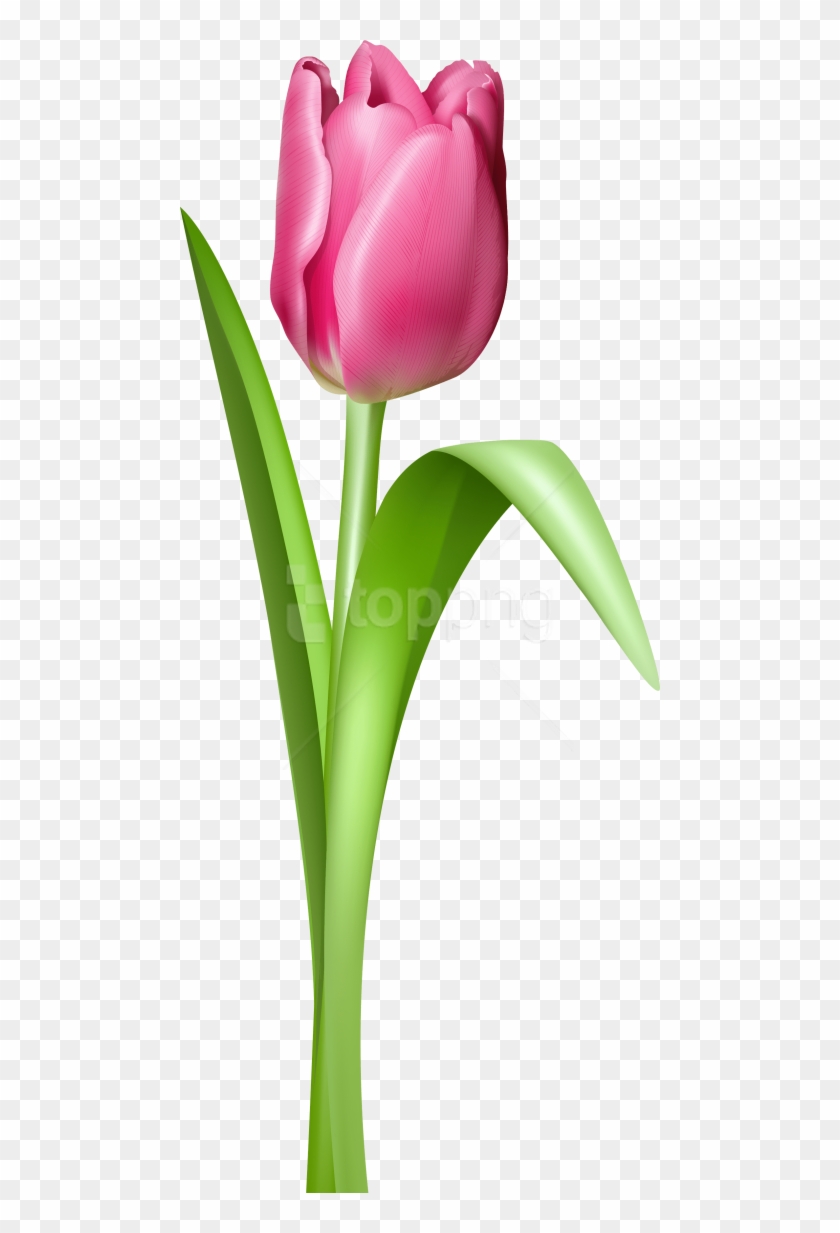 Free Png Tulip Png Images Transparent - Tulipan Clipart