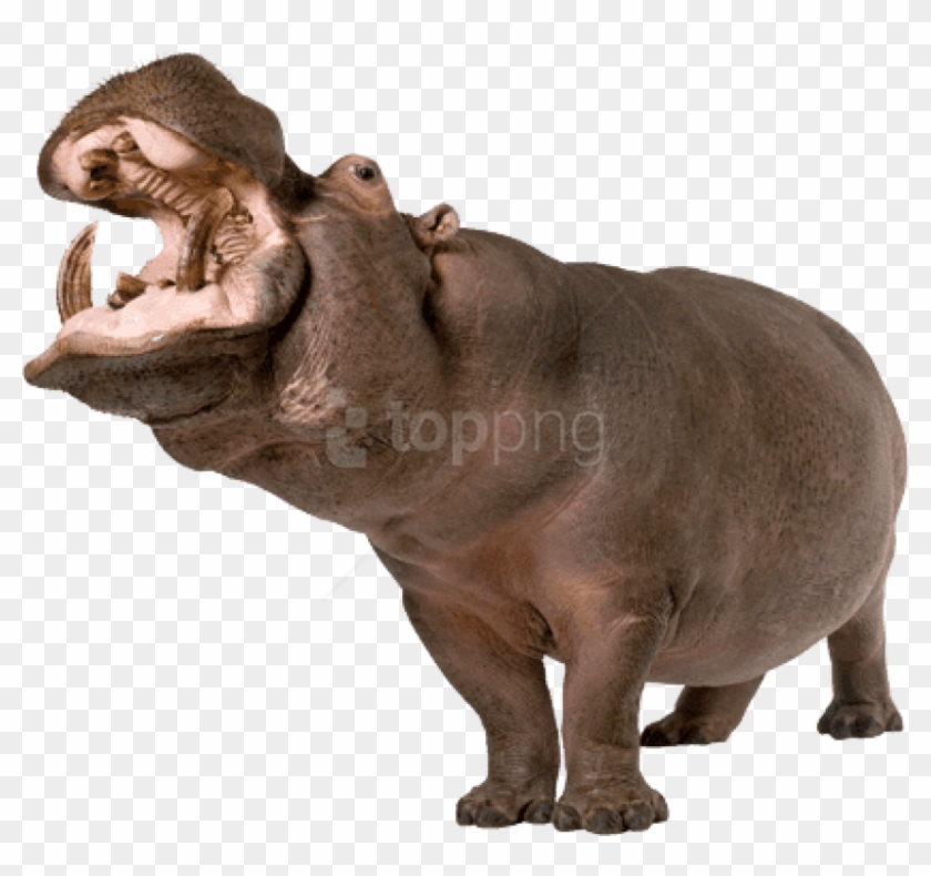 Free Png Download Hippopotamus Up Png Images Background - Hippo Png Clipart #1723453