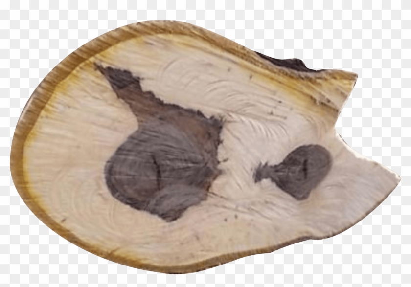 The Grain Of Walnut Wood Is Usually Straight, Has A - Driftwood Clipart #1723489