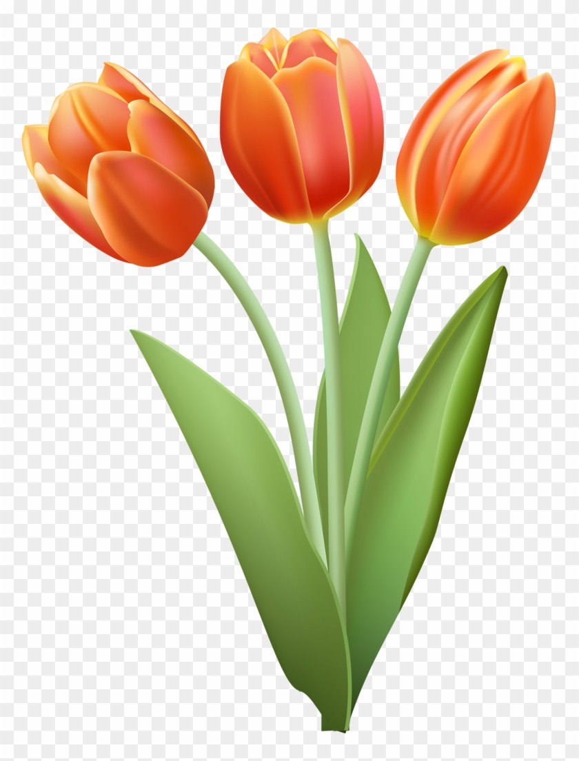 Фото, Автор Soloveika На Яндекс - Transparent Orange Tulip Clipart - Png Download