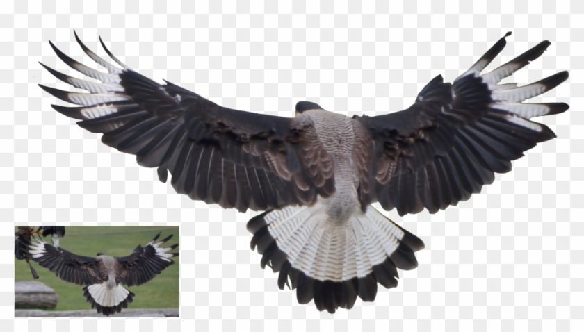 Vulture Png Clipart #1724016