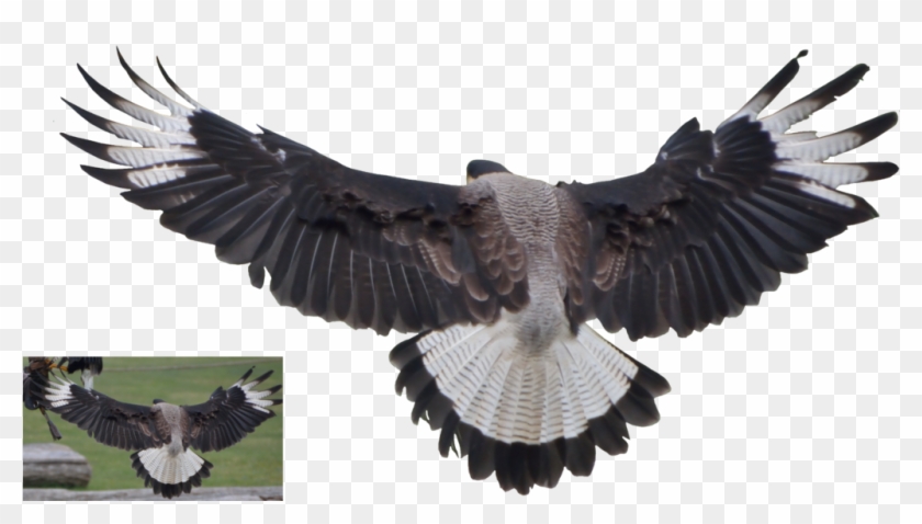 Vulture Png Clipart